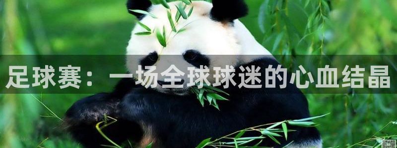 米兰体育场英文翻译：足球赛：一场全球球迷的心血结晶